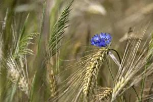 Blue Flowers In Germany Prints: Cornflower (Centaurea cyanea) and ears of corn