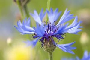 Blue Blossom Details Prints: Cornflower (Centaurea cyanus)