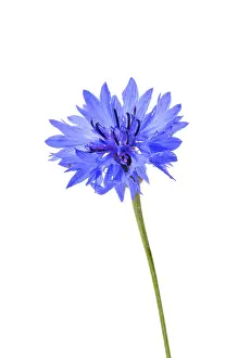 Indoor Plant Prints: Cornflower (Centaurea cyanus)