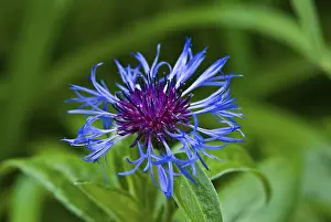 Cornflower Detail Prints: Cornflower (Centaurea cyanus)