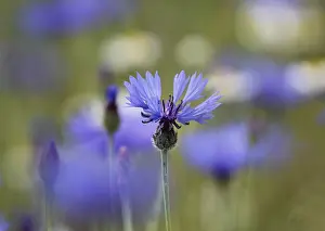 Asteraceae Inflorescence Photo Prints: Cornflower (Centaurea cyanus), Germany
