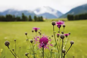 Mountainous Landscape Prints: Cornflower oder Bluebottle (Centaurea cyanus)
