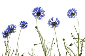 Blue Cornflowers Prints: Cornflowers (Centaurea cyanus)
