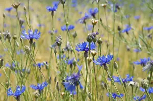 Cornflower Details Prints: Cornflowers (Centaurea cyanus)