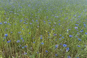 Agricultural Field Photography Prints: Cornflowers (Centaurea cyanus)