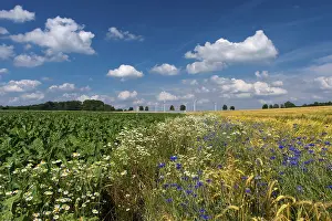 Northern German Countryside Scenery Prints: Cornflowers (Centaurea cyanus) in a cereal field
