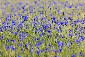 Daytime Blossom Photography Prints: Cornflowers (Centaurea cyanus) in cornfield