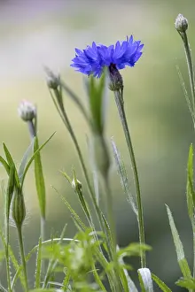 Blue Flowers Prints: Cornflowers (Cyanus segetum)