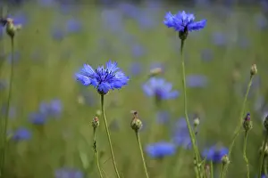 Asteraceae Plant Species Prints: Cornflowers in a meadow