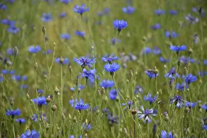 Wildflower Meadow Prints: Cornflowers in a meadow