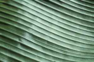 Close Up Banana Leaf Prints: Corrugated structure of banana leaf in reflecting light