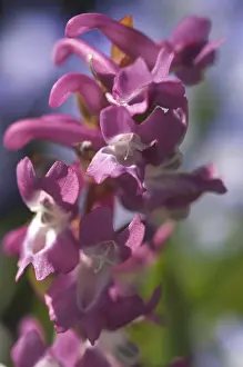Wildflower Bloom Prints: Corydalis cava bloom