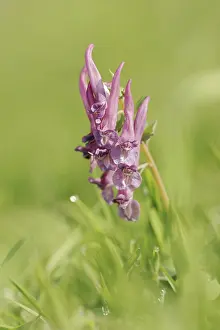Central European Vegetation Prints: Corydalis solida (Corydalis solida)