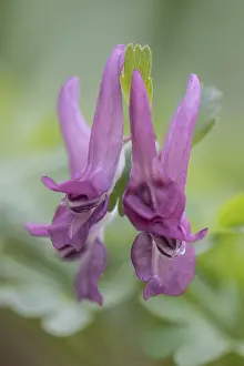 European Flowering Plant Prints: Corydalis solida (Corydalis solida)