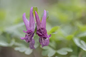 Northern German Nature Prints: Corydalis solida (Corydalis solida)