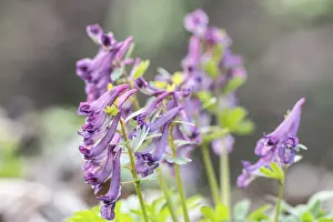 Corydalis Solida Prints: Corydalis solida (Corydalis solida)