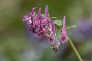 Emsland Nature Scenes Prints: Corydalis solida (Corydalis solida)
