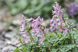 Corydalis Solida Prints: Corydalis solida (Corydalis solida)