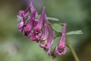 European Flowering Plant Prints: Corydalis solida (Corydalis solida)