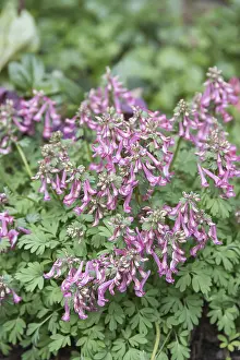 Corydalis Solida Prints: Corydalis solida (Corydalis solida)