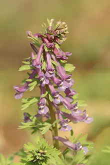 Corydalis Solida Prints: Corydalis solida (Corydalis solida)