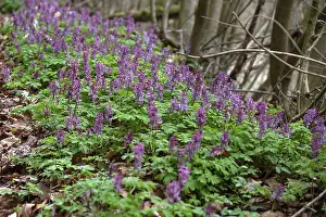 Corydalis Solida Prints: Corydalis solida (Corydalis solida)