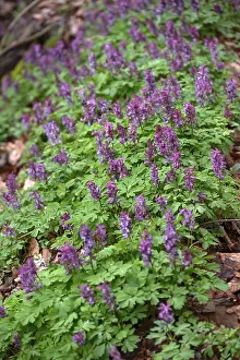 German Nature Scenes Prints: Corydalis solida (Corydalis solida)