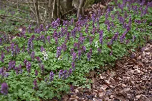 Southern Germany Flowers Prints: Corydalis solida (Corydalis solida)