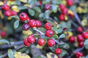German Plants Prints: Cotoneaster (Cotoneaster horizontalis)