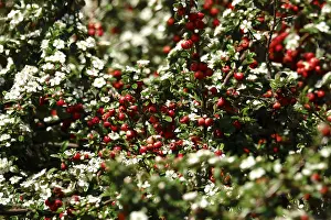 German Nature Photos Prints: Cotoneasters (Cotoneaster), May, Germany