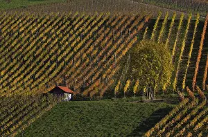 German Vineyard Prints: Cottage, tree, in the vineyard