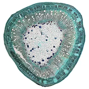 Images Dated 1st January 2024: Cotton Stem Micrograph Print