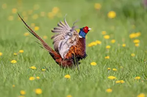 Lower Saxony Fauna Images Prints: Courting pheasant (Common Pheasant)