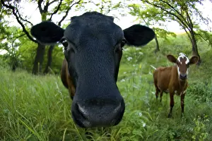 Productive Livestock Breed Prints: Cow