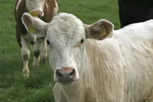 Domestic Cattle Photography Prints: Cow