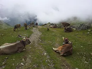 Alpine Landscape Scenery Prints: Cows (bos) resting on a mountain path