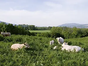 Domestic Cattle Breeds Prints: Cows in a field