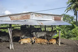 Central Thailand Landscape Photography Prints: Cows in the Nature