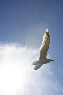 Seagull In Flight Prints: Cr2UR23Wpno