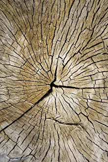 Deserted Tree Profile Prints: Cracks and patterns in dried wood