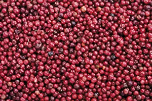Full Frame Food Photography Prints: Cranberries, full frame