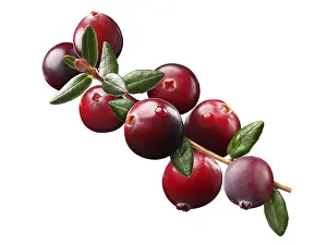 White Background Studio Photography Prints: Cranberry branch (Vaccinium oxycoccus) composition elements