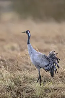 Scandinavian Wild Animals Prints: Crane (grus grus) securing in a bog