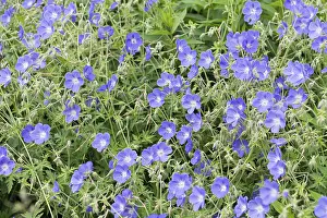 Decorative Garden Prints: Cranesbill (Geranium Brookside')