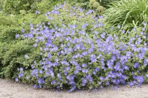 Geraniaceae Family Prints: Cranesbill (Geranium Brookside')
Cranesbill (Geranium Brookside')