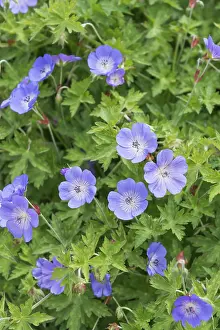 Cranesbill Plant Prints: Cranesbill (Geranium ROZANNE)