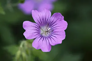 Daytime Nature Photography Prints: Cranesbill (Geranium sp)