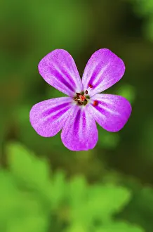 Upper Austria Prints: Cranesbill (Geranium), Upper Austria, Austria