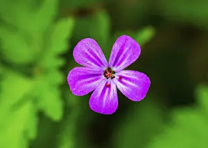 Upper Austria Prints: Cranesbill (Geranium), Upper Austria, Austria