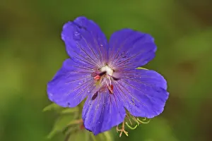 Open Air Plant Shots Prints: Cranesbills (Geranium pratense)